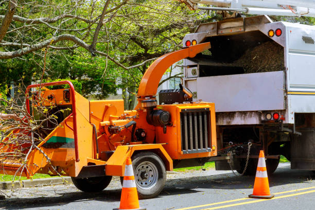 Best Professional Tree Care  in USA